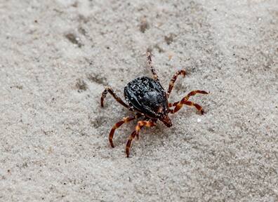 Die Aufnahme zeigt eine Hyalomma-Zecke