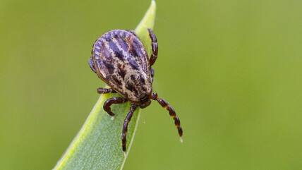 Eine Auwaldzecke auf einem Blatt